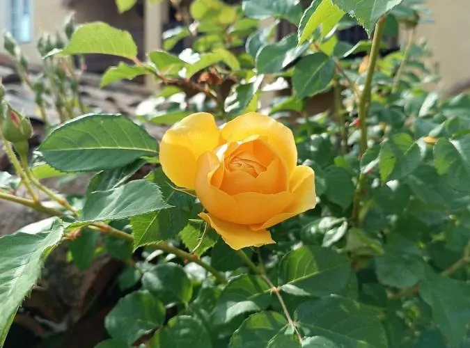 Gospodarstwo agroturystyczne Luisa